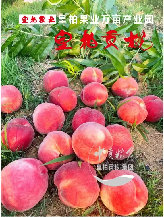 微信图片_20250626212050.webp