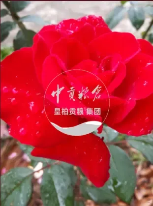 微信图片_20250802192747_350.webp