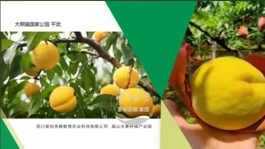 微信图片_20250803130700_423.webp