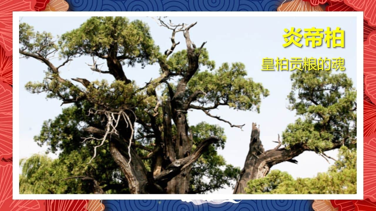 8、全国各地 皇柏_15.jpg