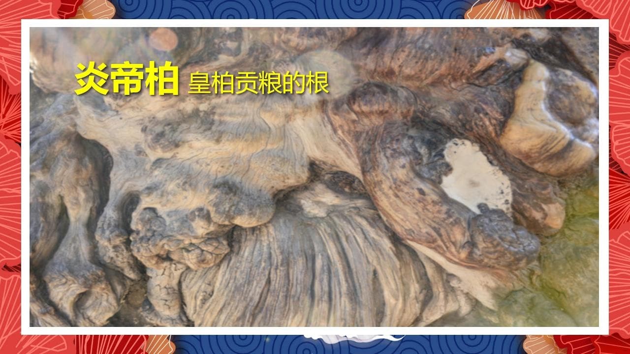 8、全国各地 皇柏_14.jpg