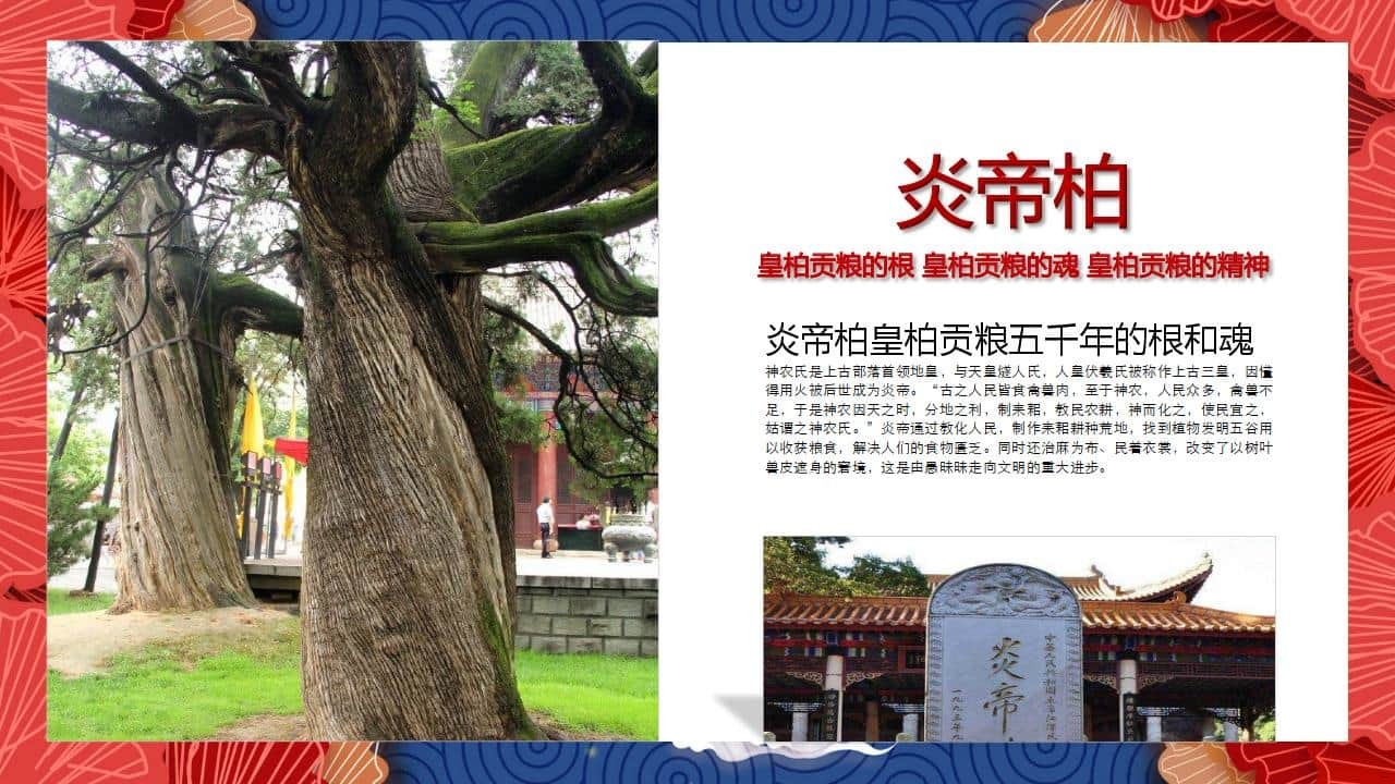 8、全国各地 皇柏_12.jpg