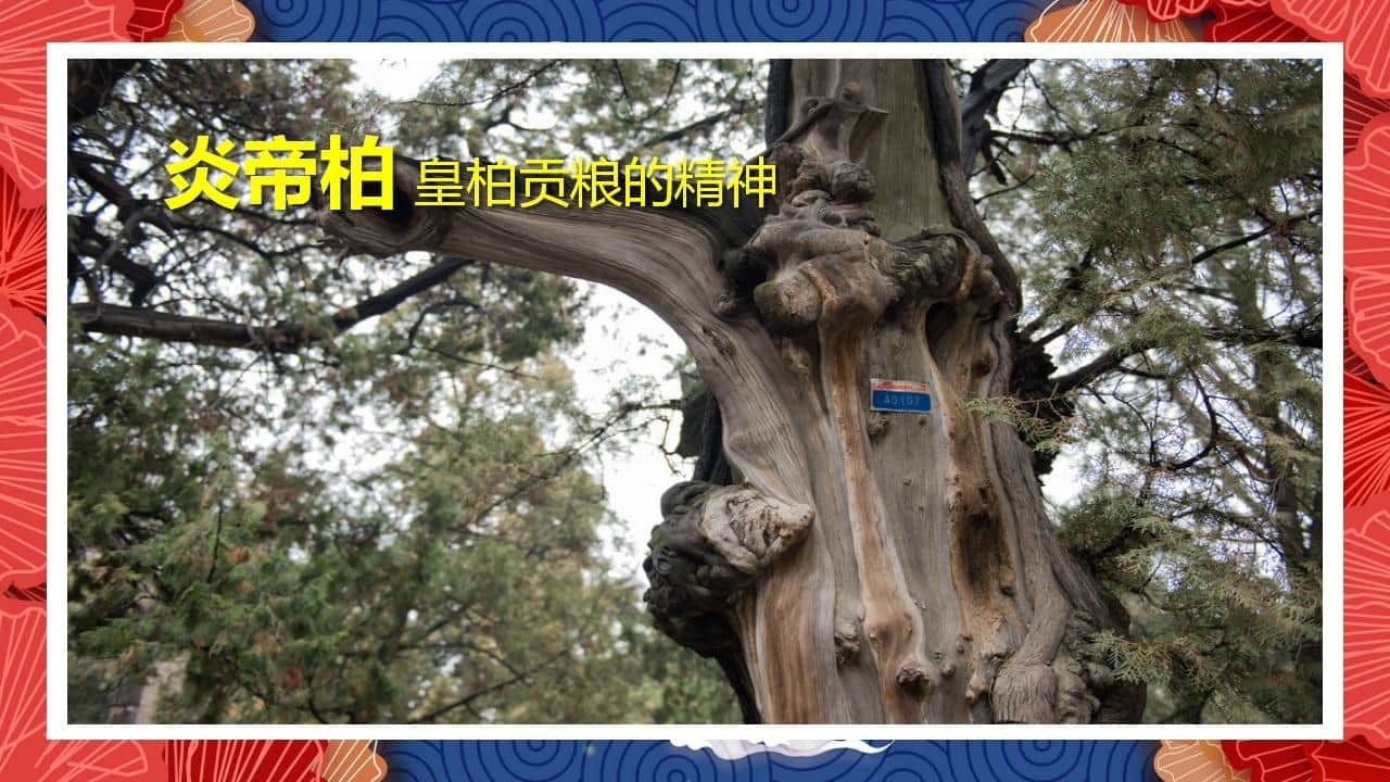 8、全国各地 皇柏_16.jpg