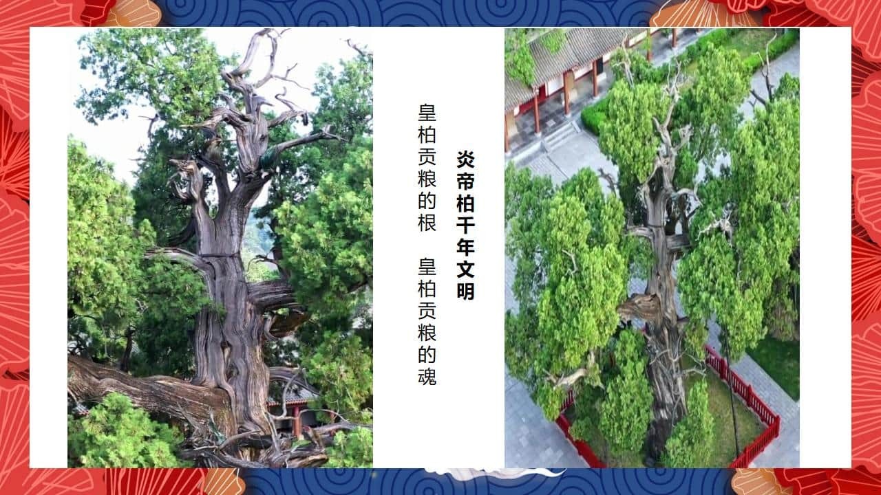 8、全国各地 皇柏_13.jpg