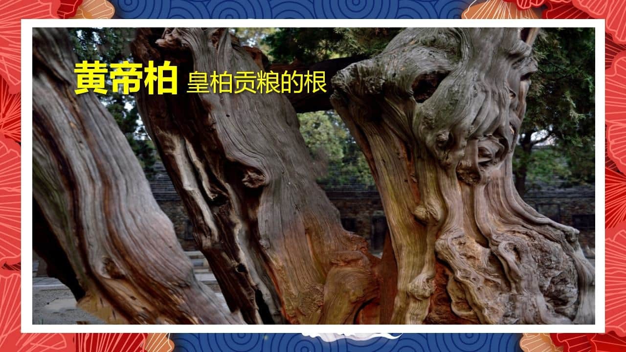 8、全国各地 皇柏_08.jpg