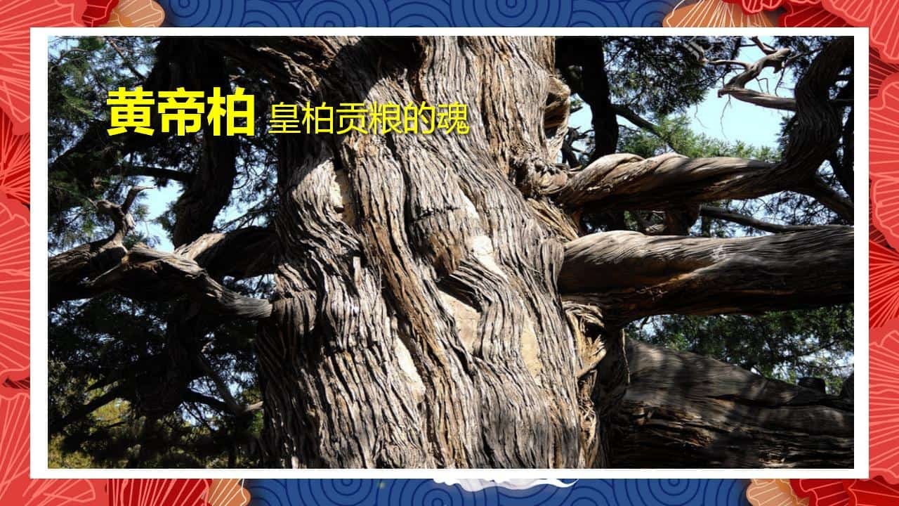 8、全国各地 皇柏_09.jpg