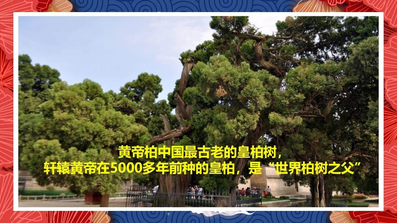 8、全国各地 皇柏_07.jpg