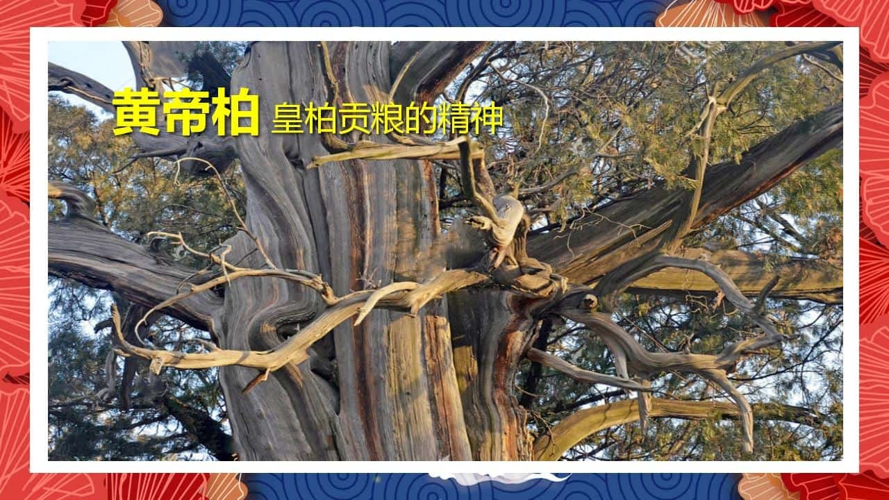 8、全国各地 皇柏_10.jpg