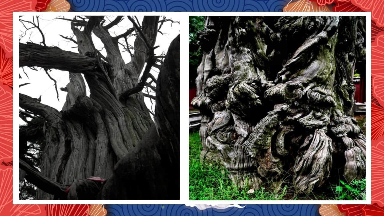 8、全国各地 皇柏_11.jpg