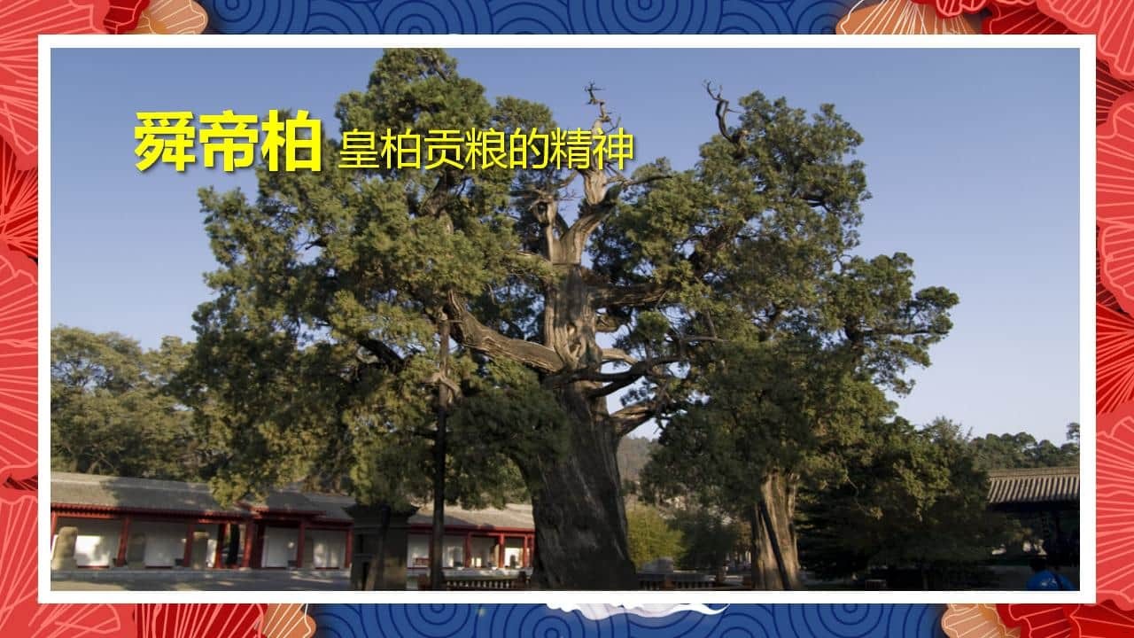 8、全国各地 皇柏_20.jpg