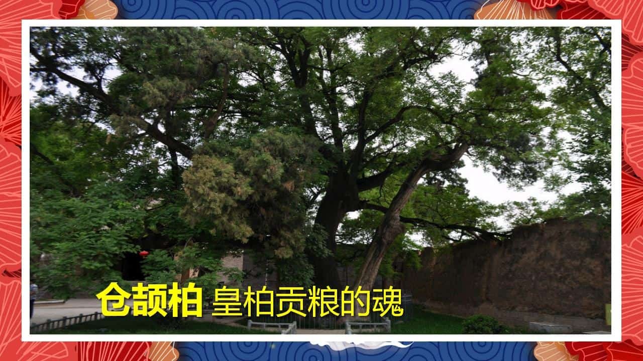 8、全国各地 皇柏_23.jpg