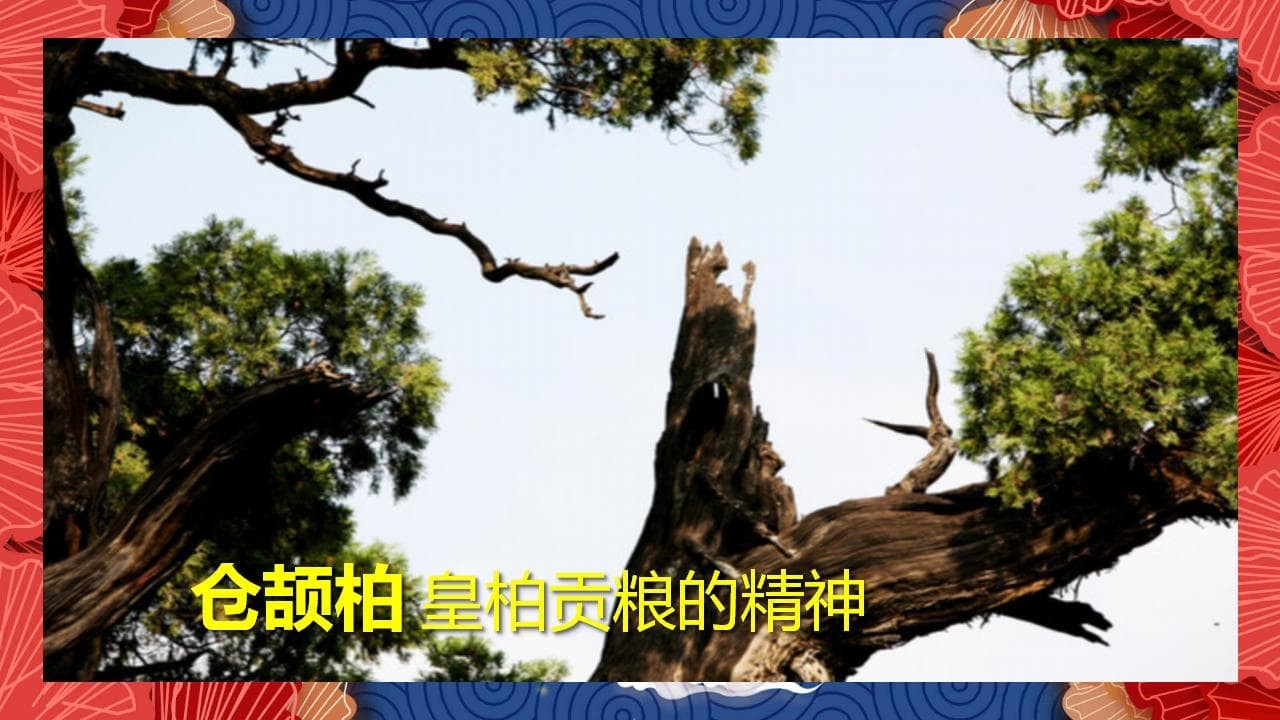 8、全国各地 皇柏_24.jpg