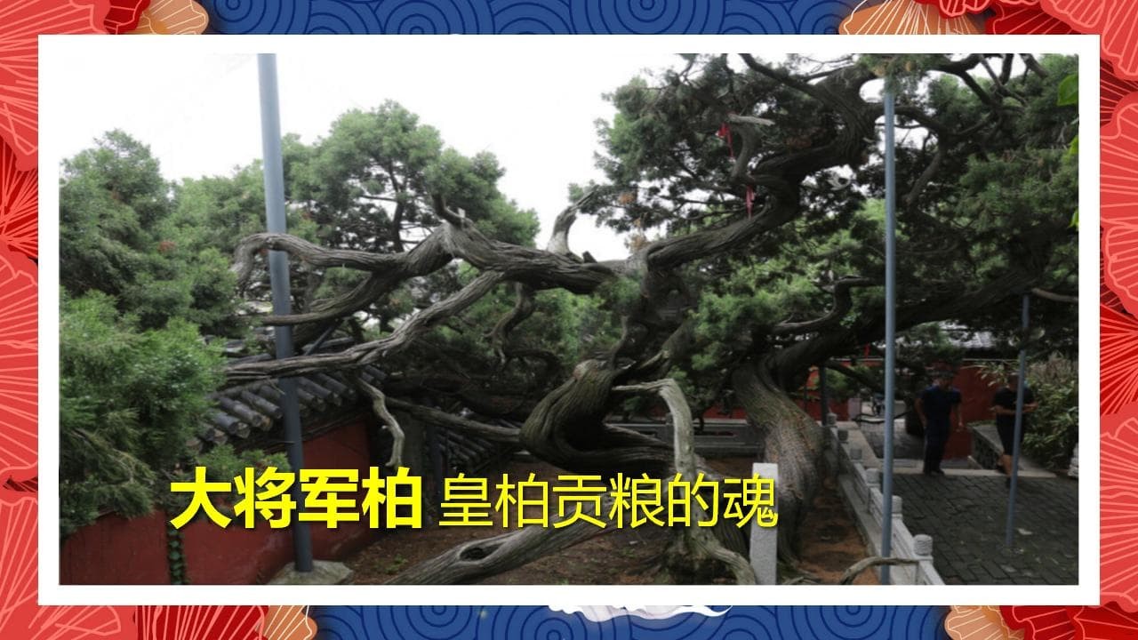 8、全国各地 皇柏_27.jpg