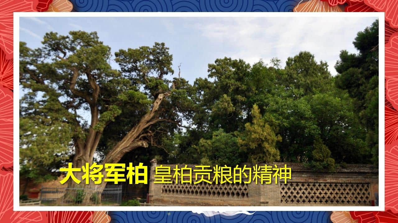 8、全国各地 皇柏_28.jpg