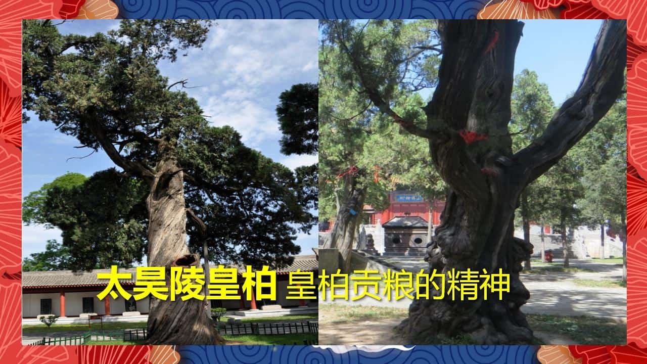 8、全国各地 皇柏_34.jpg