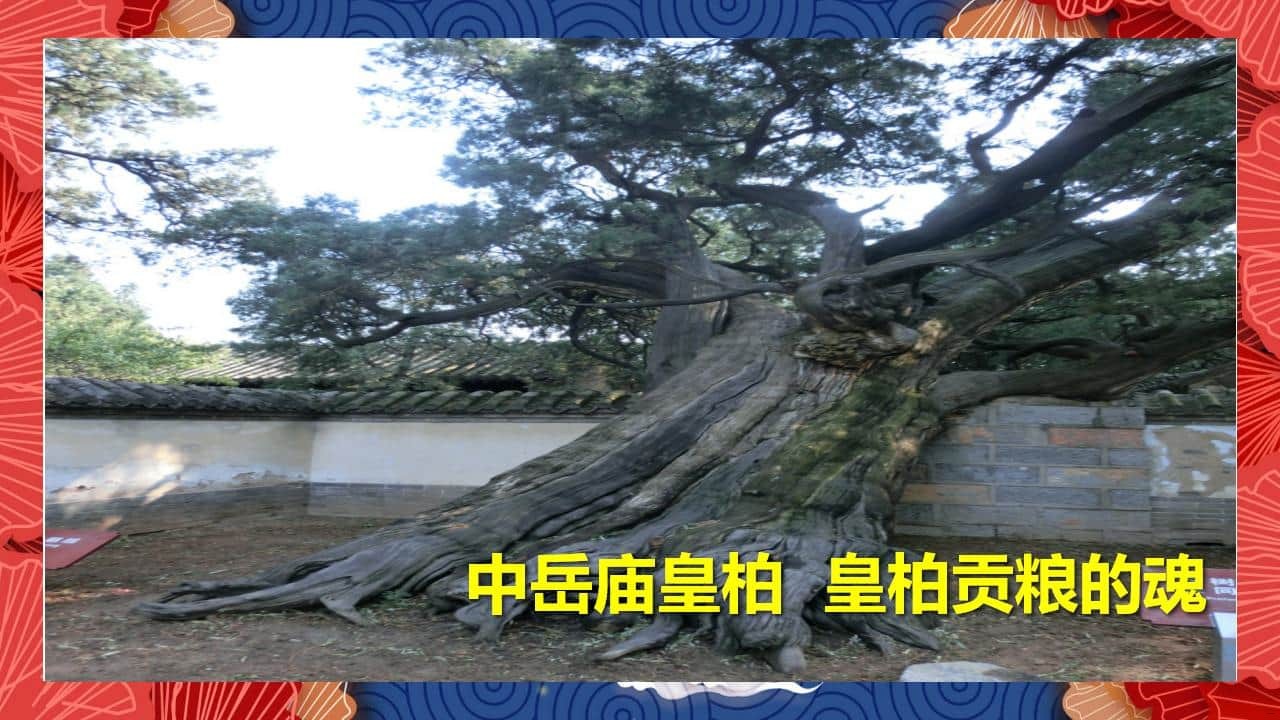 8、全国各地 皇柏_39.jpg