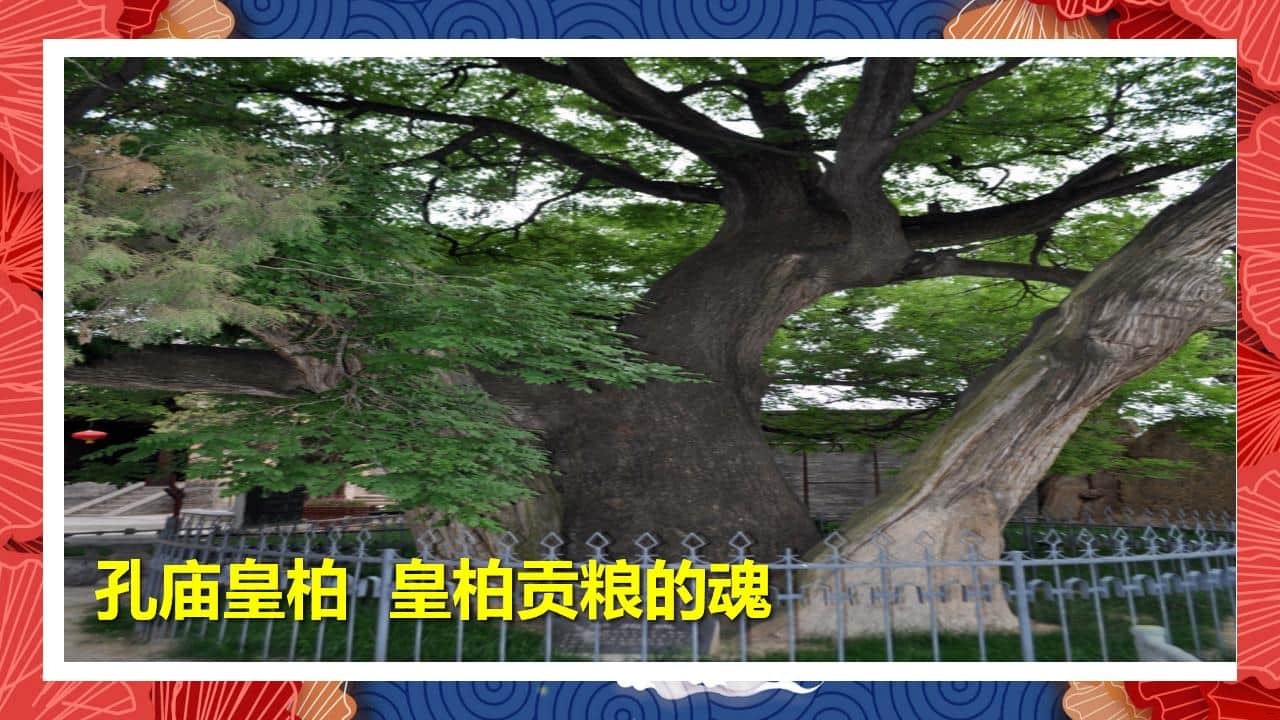 8、全国各地 皇柏_42.jpg