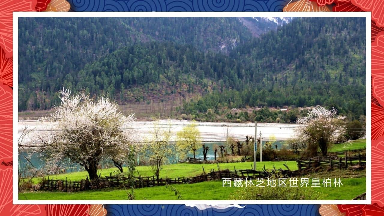 8、全国各地 皇柏_50.jpg