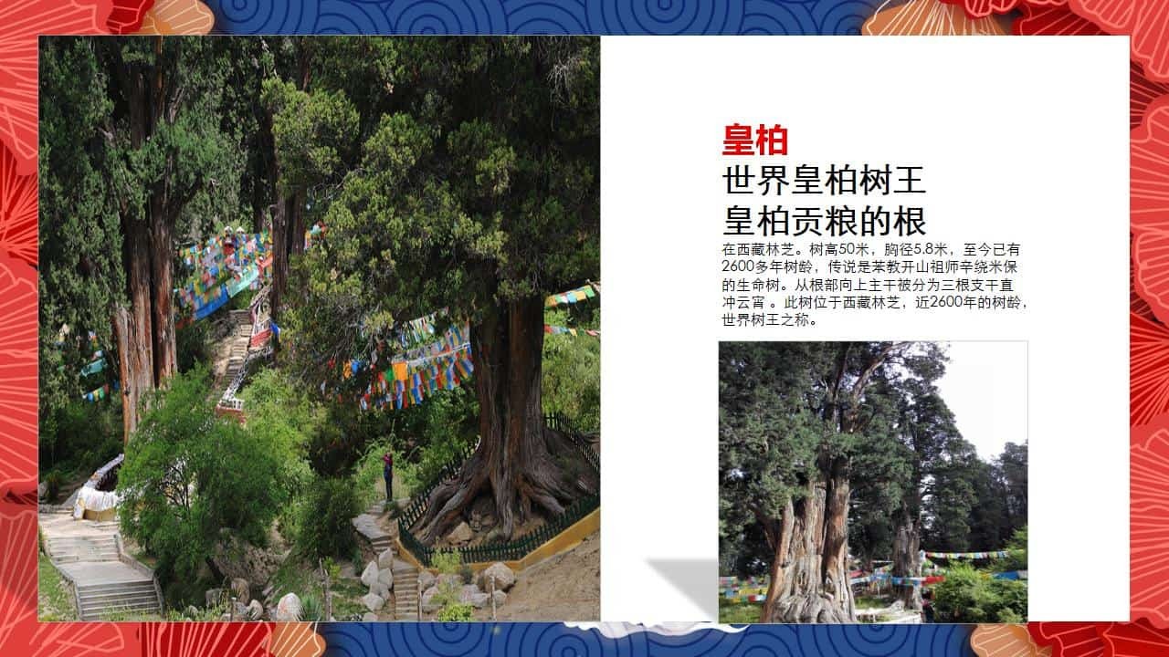 8、全国各地 皇柏_49.jpg