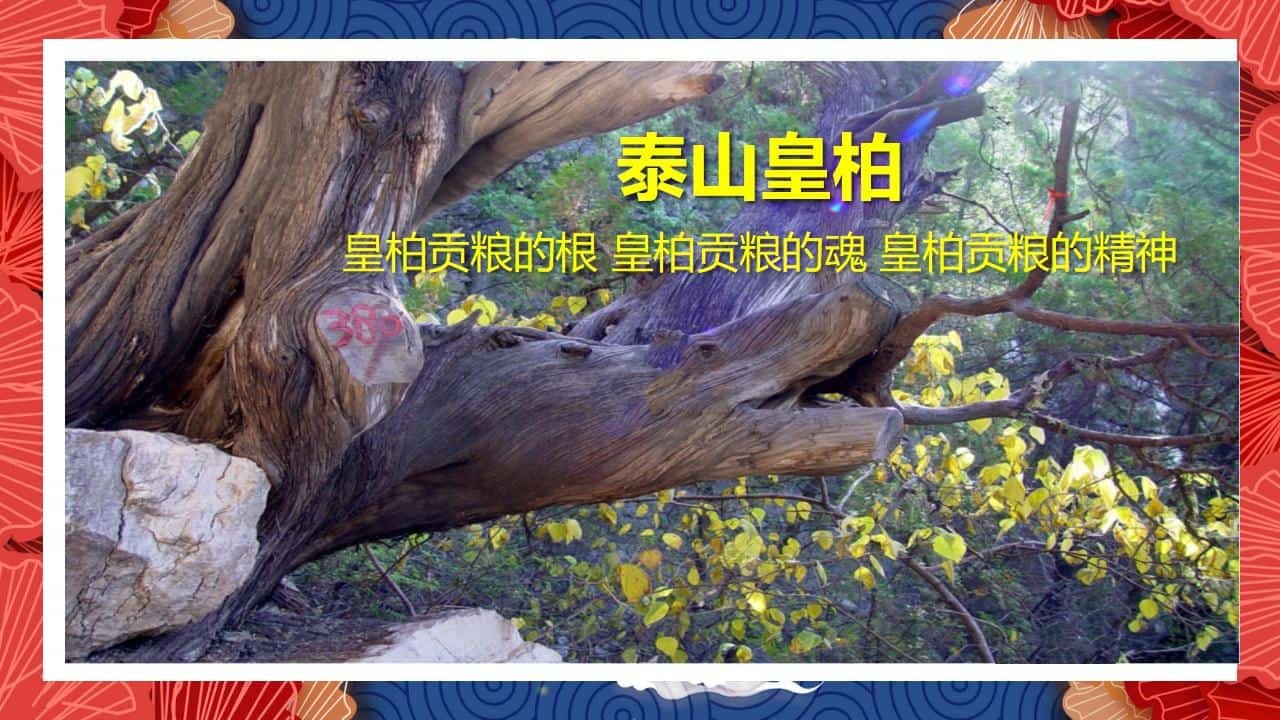 8、全国各地 皇柏_29.jpg