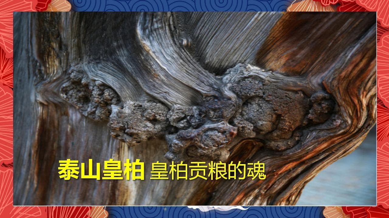 8、全国各地 皇柏_30.jpg