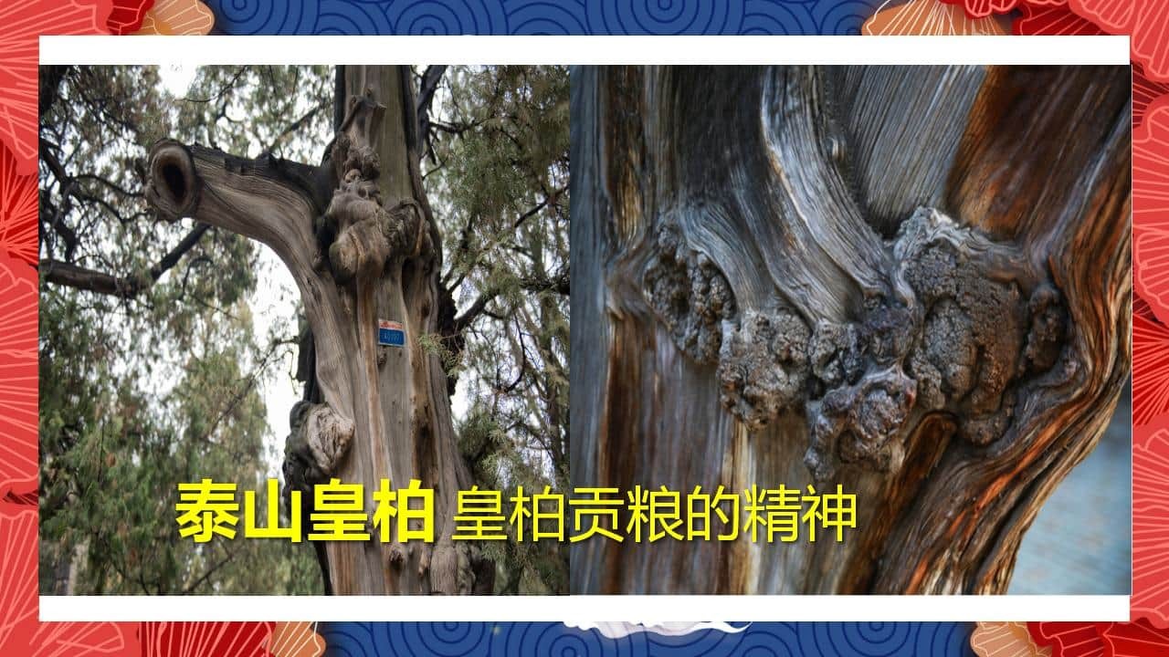 8、全国各地 皇柏_31.jpg