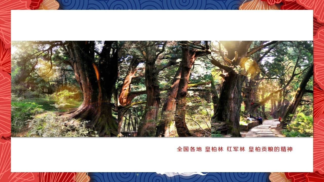 8、全国各地 皇柏_59.jpg