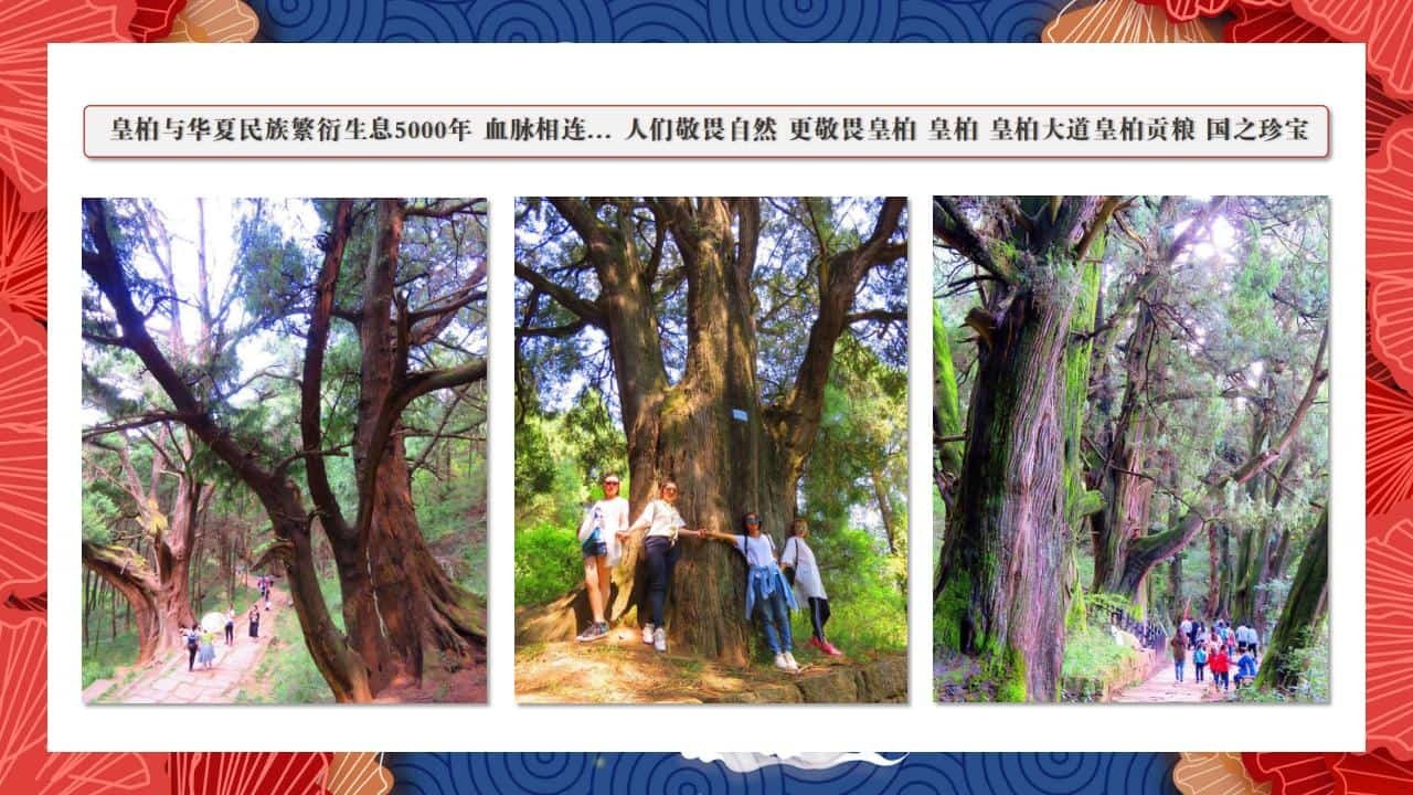 8、全国各地 皇柏_63.jpg