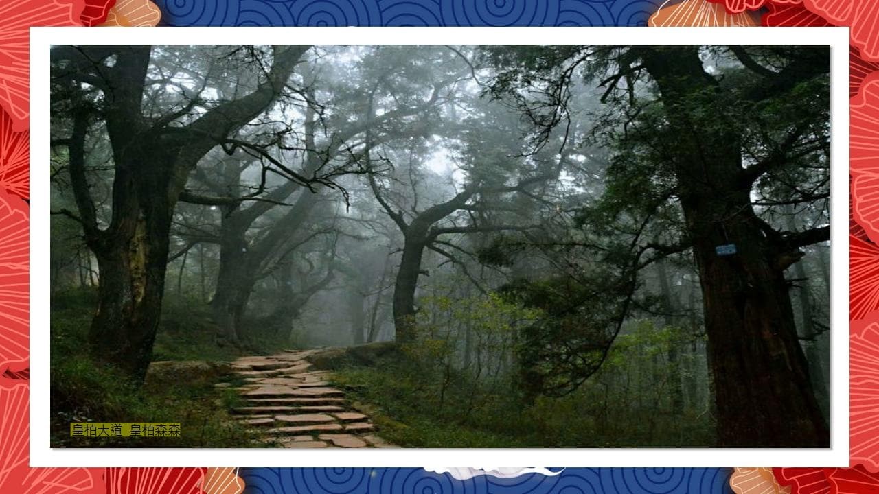 8、全国各地 皇柏_62.jpg