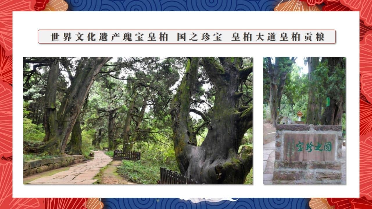 8、全国各地 皇柏_61.jpg