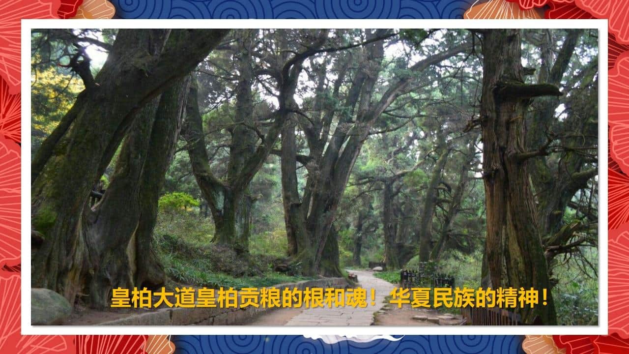 8、全国各地 皇柏_60.jpg