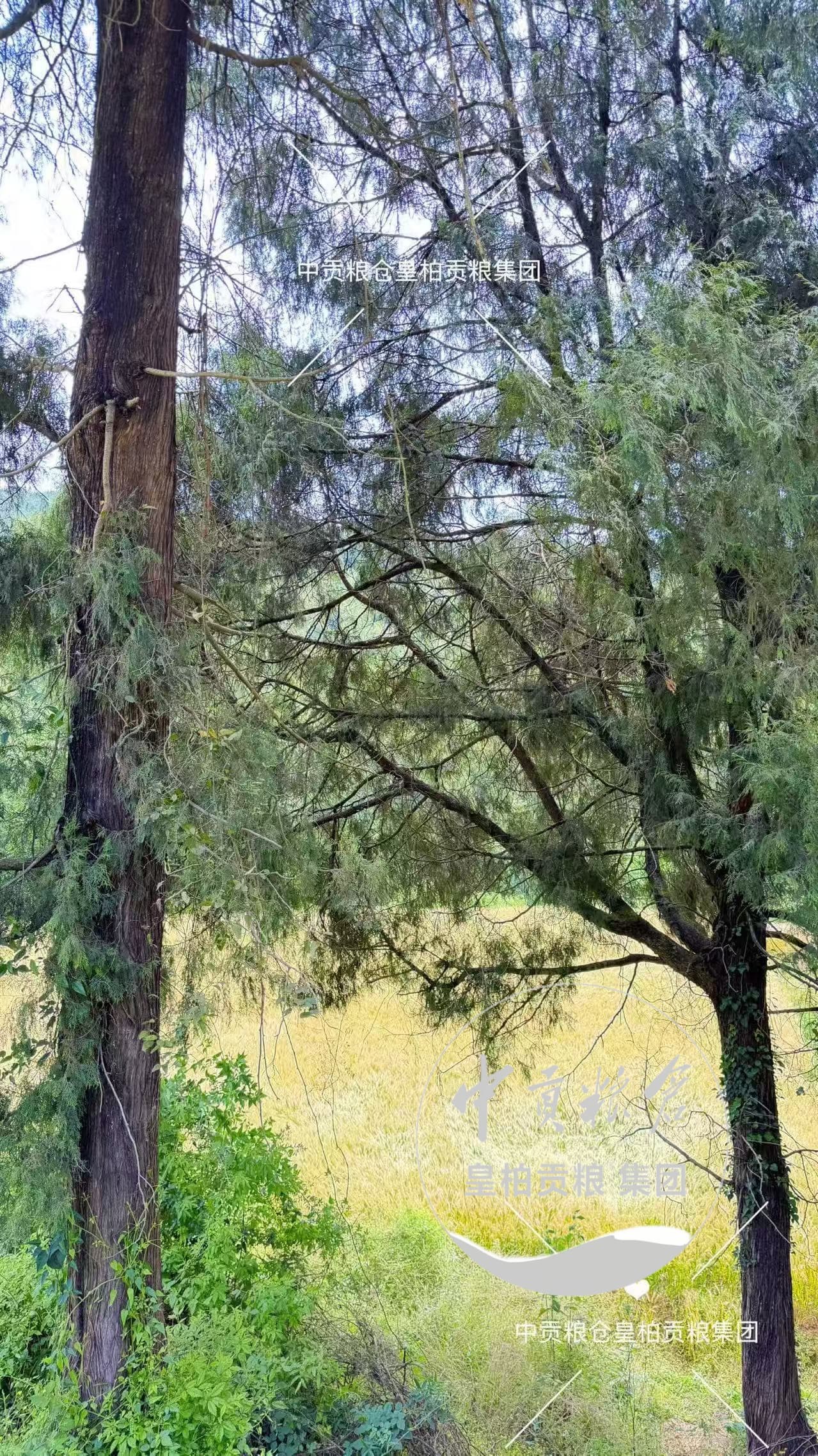 微信图片_20260711165121_148_2.jpg